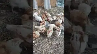 Клюют 