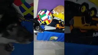 Сиба-ину Норико # ящик игрушек
