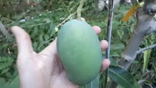 Jay's Fruit Forest Tour Part 1! Phoenix in July!