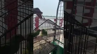 টিয়া পাখি 💚💚