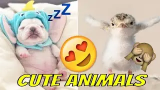 Cute Baby Animals Videos Compilation
