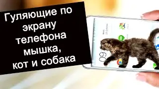 Три программы для экрана Андроид мышка,кошка и собака