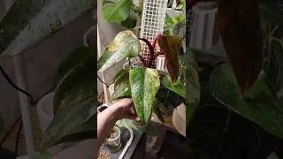 Филодендрон на опоре спустя 4 месяца 😍 
