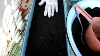 Как сеять заячий хвостик( лагурус) на рассаду