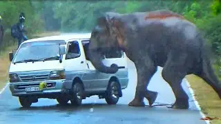The Van Has Shut Down By Wild Elephant Attack