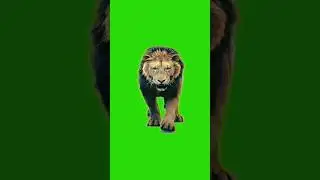 lion Green screen video effects #lion #green screen