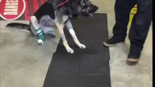 Nina - GSD Myasthenia Gravis Before and After Treatment | ACCESS Specialty Animal Hospitals
