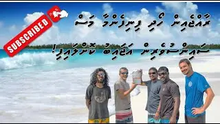 New Fish Species Discovered in Maldives Coral Reefs – ‘Cirrhilabrus Finifenmaa’