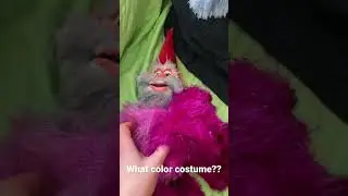 What color costume?? #muppets #muppet #puppets #puppet