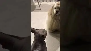 Красавица и "чудовище"))))