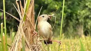 Induk Cici Padi memberi makan anak di Sarang