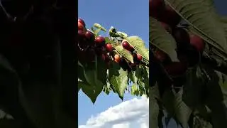 Черешня поспела 19 мая 2024 г