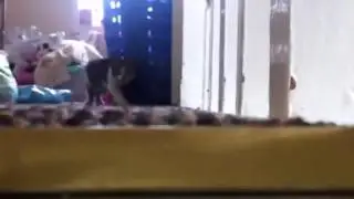 Silly kitty