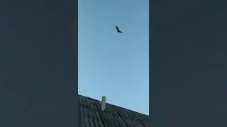 Узбекский двухчубый Попытка номер 5