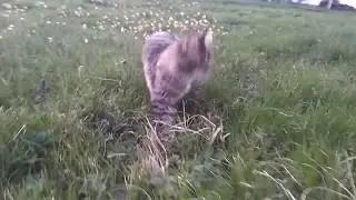 Котенок Мейн кун Tiger Louie Lilium 5 месяцев \ maine coon kitten