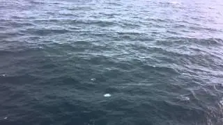 Flying Fish In the Atlantic Ocean