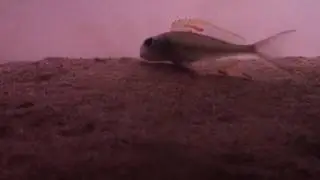 Xenotilapia nigrolabiata red princess
