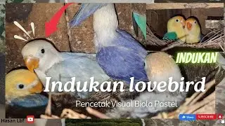 Indukan lovebird ini selalu keluar visual biola pastel