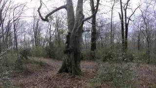 когда собака-альпинист  when the dog is a climber