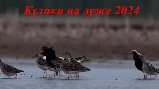 Кулики на луже 2024
