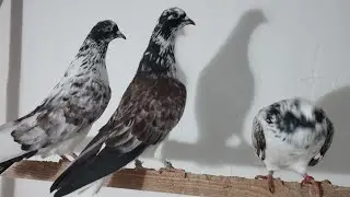 Иранские голуби,одни из лучших птиц на мой взгляд