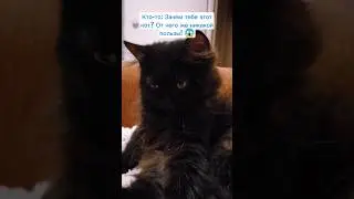 Зачем мне кот? 😼 