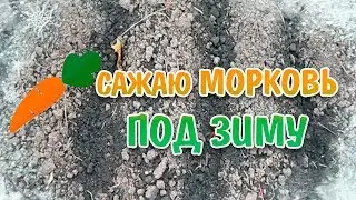 пора сеять морковь под зиму