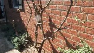 Aesthetic Bush Branches