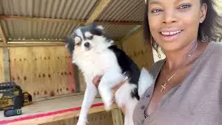 Finally the dog  luxury dog mansion  is almost complete