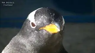 ペンギンよちよちウォーク 2016年   名古屋港水族館(Прогулка пингвинов 2016 Аквариум порта Нагоя)