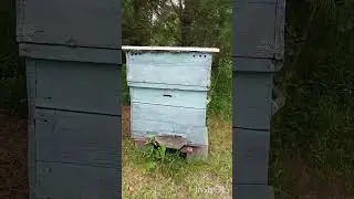 Пчеловодство...
