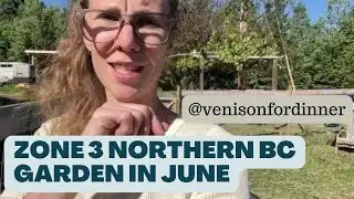 Zone 3 Northern BC Garden in June (And A Ramble on Sustainable Livestock)