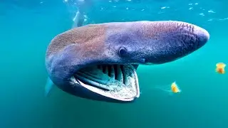 Мифы о животных. Безопасные опасные животные
