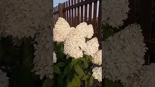Гортензия Мэджикал Свит Саммэ💗 #гортензия#flowers#модныйсад