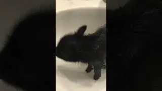 Baby pig takes bath in sink #shorts