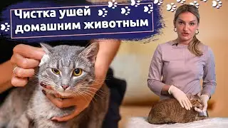 Советы ветеринара: Как правильно чистить уши собаке или кошке