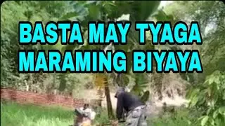 TANIMAN NG KALAMANSI SOON