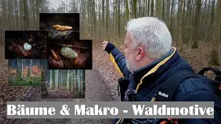 Landschaftsfotografie | Bäume & Makro - Waldmotive