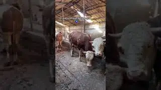 shunday molardan boqish xamamizga nasif qilsin