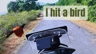 Unexpected Encounters: Bird Rescue & Forest Escape