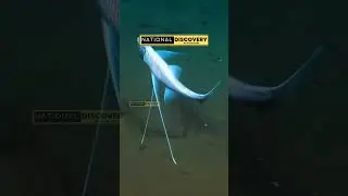 Best of under Water creatures. 🐟🐟🐟