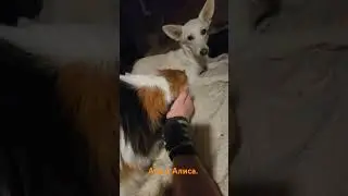Кошки - они такие😊