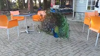 Fota Wildlife Park - Peafowl