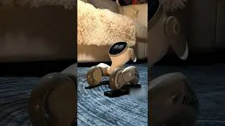 loona robot playing with light 