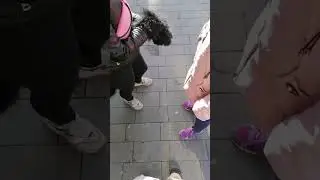 Лапки в лапки