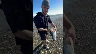 #music #newmusic #fishing #drone #fish #камчатка #море