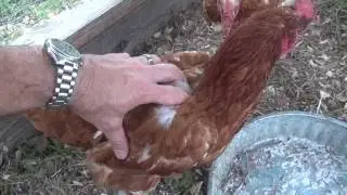 Chicken Tractor - Easy Feeding, Cleaning, and Maintenance | Useful Knowledge