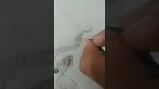 antelope drawing