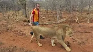 Made some new friends today lions