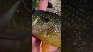 Pretty Green Sunfish ☀️🐟